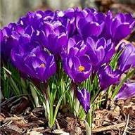 Violet Saffron Crocus Flower Seeds – Heirloom Non-GMO High Germination Organic Garden Seeds for Planting