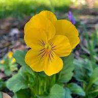 Viola Flower Seeds Yellow – Heirloom Non-GMO High Germination Organic Garden Seeds