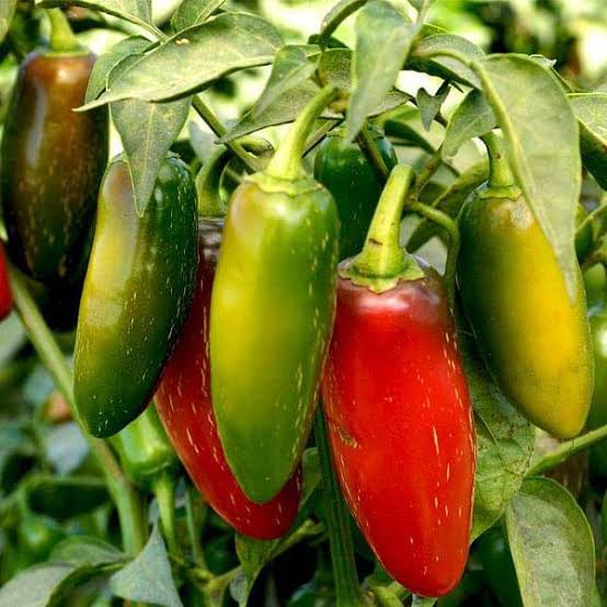 Mammoth Jalapeno vegetable seeds for planting heirloom non-GMO garden seeds growing fresh hot peppers at home naturally
