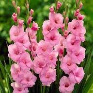 Pink Glaucidium Flower Seeds – Heirloom, Non-GMO High Germination Seeds for Planting | Organic Garden Seeds