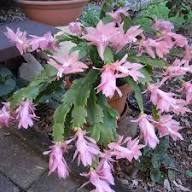 White Pink Schlumbergera Flower Seeds Heirloom Non-GMO High Germination Organic Garden Seeds for Planting