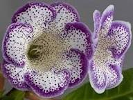 White Purple Gloxinia Flower Seeds Heirloom Non-GMO High Germination Organic Garden Seeds for Planting