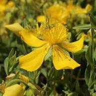 Hypericum Cerastoides Flower Yellow Seeds – Heirloom Non-GMO High Germination Organic Seeds