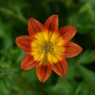 Red Yellow Bidens Flower Seeds for Planting Heirloom Non-GMO High Germination Organic Garden Seeds