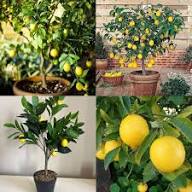Eureka Lime Seeds – Heirloom, Non-GMO, High Germination Organic Garden Seeds