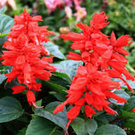 Red Sage Flower Seeds Heirloom Non-GMO High Germination Organic Garden Seeds for Planting