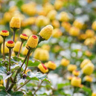 Yellow Acmella Oleracea Flower Seeds – Heirloom, Non-GMO, High Germination