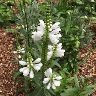 Physostegia Flower Seeds White – Heirloom Non-GMO High Germination Organic Garden Seeds