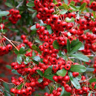 Semillas de Piracanta Rojas – Semillas de Jardín Orgánicas, Sin OMG, de Alta Germinación, de Variedad Antigua para Plantar