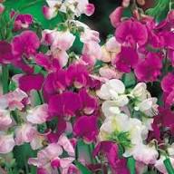 Sweet Pea Flower Seeds Pink Heirloom Non-GMO High Germination Organic Garden Seeds