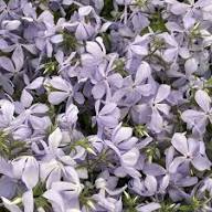 Violet Color Phlox Flower Seeds Violet – Heirloom Non-GMO High Germination Organic Garden Seeds for Planting