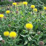 Yellow Centaurea Flower Seeds – Heirloom, Non-GMO, High Germination Organic Garden Seeds
