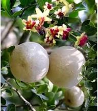 Ash Limonia Acidissima Seeds Heirloom Non-GMO High Germination Organic Garden Seeds for Planting