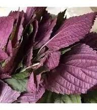 Semillas de Albahaca Morada Cepa Antigua Sin OGM Alta Germinación Semillas Orgánicas para Jardín