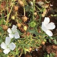 White Linum Usitatissimum Flower Seeds Heirloom Non-GMO High Germination Organic Garden Seeds for Planting