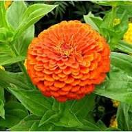 Perennial Zinnia Flower Seeds Orange – Heirloom Non-GMO High Germination Organic Garden Seeds