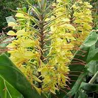 Yellow Hedychium Flower Seeds – Heirloom, Non-GMO, High Germination Seeds