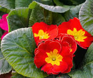 Primula Flower Seeds Red Yellow for Planting – Heirloom Non-GMO High Germination Organic Garden Seeds