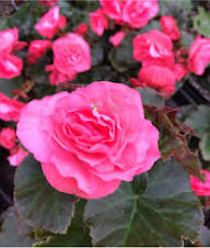 Semillas de flor de begonia rosa – Herencia, no transgénicas, alta germinación, semillas orgánicas para plantar