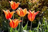 Orange Fringed Tulip Flower Seeds – Heirloom, Non-GMO, High Germination