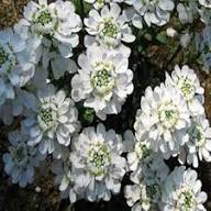 White Iberis Flower Seeds Heirloom Non-GMO High Germination Organic Garden Seeds for Planting