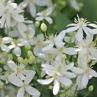 White Clematis Ligusticifolia Flower Seeds – Heirloom, Non-GMO, High Germination Organic Garden Seeds for Planting
