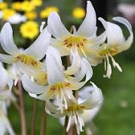White Erythronium Flower Seeds Heirloom Non-GMO High Germination Organic Garden Seeds for Planting