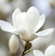 Yulan Magnolia Flower Seeds – Heirloom Non-GMO Organic Garden Seeds for Planting
