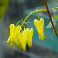 Yellow Dicentra Spectabilis Flower Seeds for Planting – Heirloom, Non-GMO, High Germination