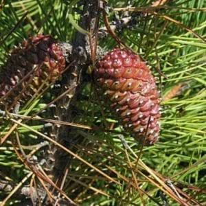 Italian Pine Nut Tree Seeds for Planting – Premium Heirloom Non-GMO High Germination Organic Garden Seeds for Nut Trees