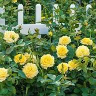 Yellow Rose Flower Seeds Heirloom Non-GMO High Germination Organic Garden Seeds for Planting