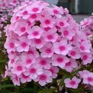 Mixed Phlox Perennial Flower Seeds – Heirloom, Non-GMO, High Germination Organic Garden Seeds
