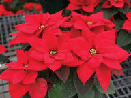 Poinsettia Flower Seeds Organic Heirloom Non-GMO High Germination Organic Garden Seeds for Planting