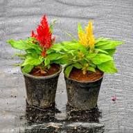 Red Celosia Plumosa Seeds – Heirloom, Non-GMO, High Germination Organic Garden Seeds for Planting Seeds for Planting