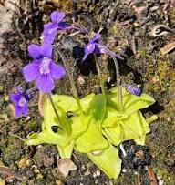 Pinguicula Grandiflora Flower Seeds for Planting – Heirloom, Non-GMO, High Germination Organic Garden Seeds