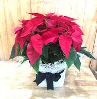 Dark Red Poinsettia Flower Seeds for Planting Heirloom Non-GMO High Germination Organic Garden Seeds