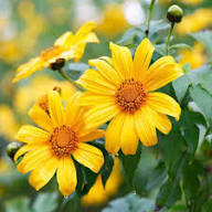 Yellow Asteraceae Flower Seeds for Planting – Heirloom, Non-GMO, High Germination Organic Garden Seeds