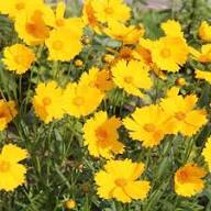 Coreopsis Flower Seeds Yellow – Heirloom, Non-GMO, High Germination Organic Garden Seeds