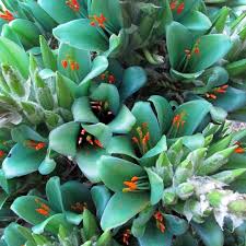 Puya Alpestris Flower Seeds Green Heirloom Non-GMO High Germination Organic Garden Seeds for Planting