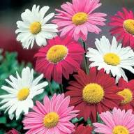 Pyrethrum Daisy Flower Seeds Heirloom Non-GMO High Germination Organic Garden Seeds for Planting