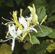 White Yellow Honeysuckle Flower Seeds for Planting | Heirloom Non-GMO Organic