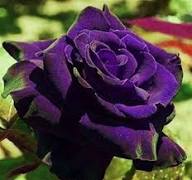 Violet Rose Flower Seeds – Heirloom Non-GMO High Germination Organic Garden Seeds for Planting