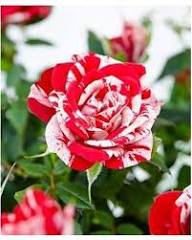 Red White Dragon Rose Flower Seeds for Planting – Heirloom Non-GMO High Germination Organic Garden Seeds