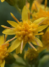 Yellow Goldenrod Flower Seeds – Heirloom, Non-GMO, High Germination Seeds