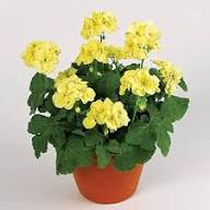 Yellow Bonsai Geranium Flower Seeds Heirloom Non-GMO High Germination Organic Garden Seeds