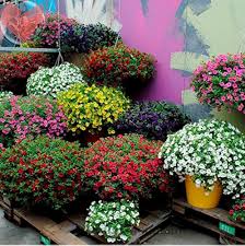 Semillas de Flores de Petunia Mini Mezcladas – Semillas de Jardín Orgánicas de Alta Germinación, No Transgénicas y de Herencia