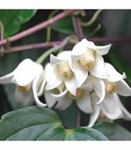 White Sollya Heterophylla Flower Seeds Heirloom Non-GMO High Germination Organic Garden Seeds for Planting