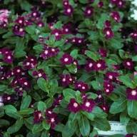 Vinca Flower Seeds Marron – Heirloom Non-GMO High Germination Organic Garden Seeds
