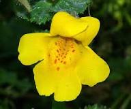 Yellow Mimulus Guttatus Flower Seeds – Heirloom, Non-GMO, High Germination Organic Seeds