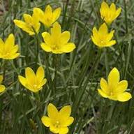 Yellow Zephyranthes Flower Seeds – Heirloom Non-GMO High Germination Organic Garden Seeds